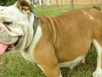 英国斗牛犬晚年照顾指南（如何为你的英国斗牛犬提供贴心的晚年关怀）