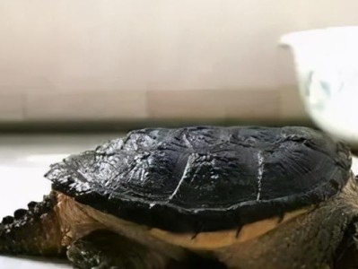 沙漠地鼠龟的饲养方法（如何正确饲养沙漠地鼠龟？）