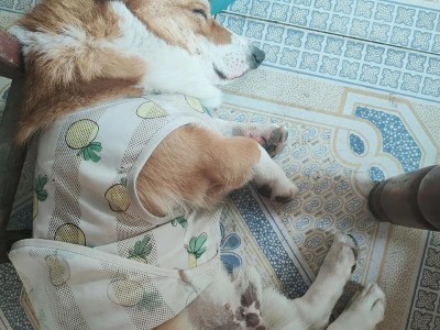 柯基夏季需要注意的降温问题（宠物的舒适生活从细节开始，夏季空调如何正确使用）