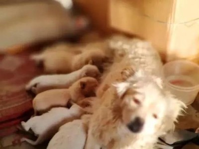 狗狗断奶对怀孕的影响（宠物家庭必看！了解给狗狗断奶的注意事项，保护妊娠健康）
