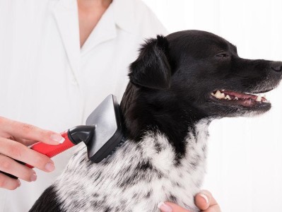 如何正确护理圣伯纳犬的眼睛（圣伯纳犬眼睛的特点及护理技巧）