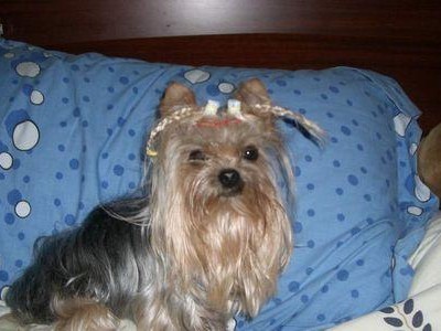 约克夏犬臭味去除大全（给你的宠物带来清新舒适的生活体验）