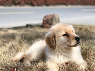 选择金毛犬需注意的要点（如何正确选择适合自己的金毛犬）