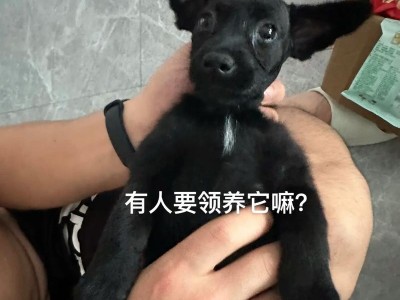 领养狗之前需要注意的事项（关于狗狗领养，你需要知道的15个要点）
