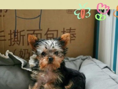 喂养约克夏的4个误区（别再犯这些错误！关注饮食让约克夏更健康）