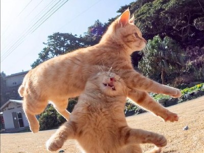 猫咪为什么会突然用力咬你？-了解猫咪的咬人行为