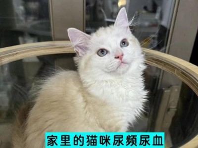 猫咪拉血尿的原因及预防方法（探寻猫咪拉血尿的根源，守护它们的健康）