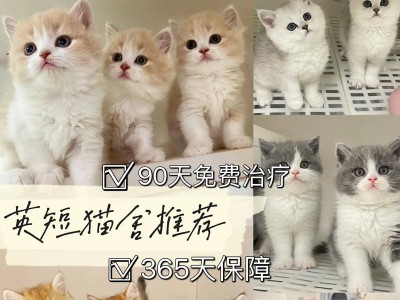英短猫的配偶周期及时间间隔（探讨英短猫配偶行为的周期以及理想的交配时间）