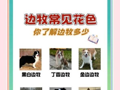 边牧大换毛（揭秘边牧大换毛周期及如何应对）
