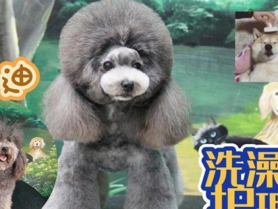泰迪分娩后的洗澡时间（科学护理泰迪产后的洗澡时间，）