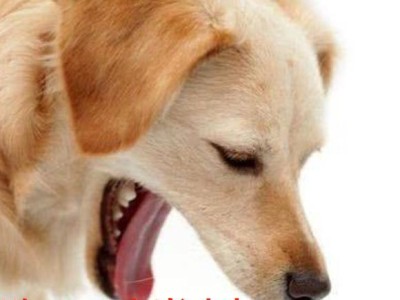 狗狗为什么会呕吐？（探究狗狗呕吐的原因及如何应对）