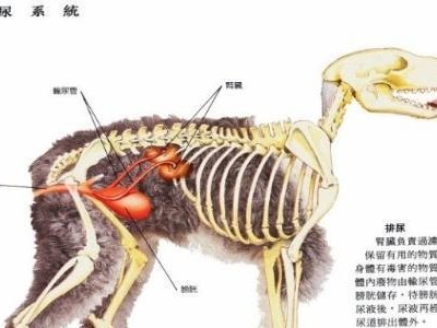 探究狗的肝肾衰竭原因（为什么会出现狗的肝肾衰竭及其预防方法）