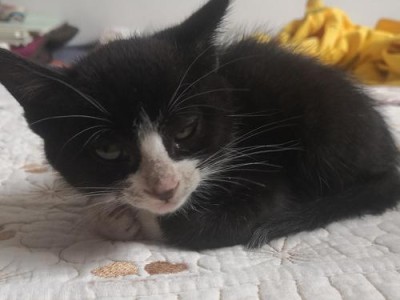 揭秘猫身上的黑色点点（黑色点点的成因及影响）