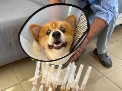 如何为宠物扎针？（给狗狗扎针的详细步骤和注意事项）