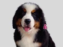 伯恩山犬价格、特点及与圣伯纳的区别解析（伯恩山犬价格一览，了解伯恩山犬和圣伯纳的区别）