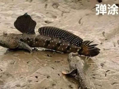 大弹涂鱼的养殖技巧（打造高产、高效、健康的大弹涂鱼养殖模式）