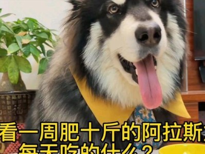 成年阿拉斯加犬的饮食调控（了解你的阿拉斯加犬）