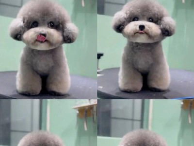 如何选购黑泰迪反灰？（关键是这一点）