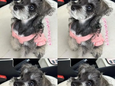 雪纳瑞成犬的合理饮食需求（喂养雪纳瑞成犬的要点与注意事项）