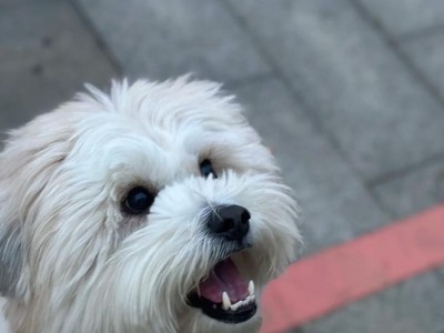 狗狗为什么会叫ao？（探究狗狗叫声的原因和含义）