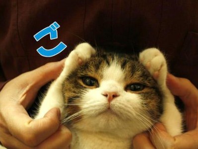 探寻日本猫之美（从猫咪名字中窥探日本文化独特之处）