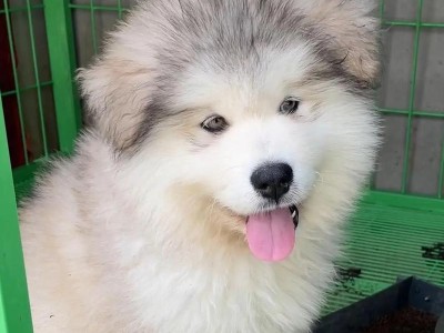 阿拉斯加幼犬的饮食需求及食谱（阿拉斯加幼犬每日所需食量和适宜食物种类）