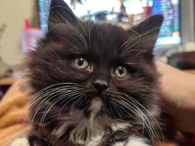 猫胡子为何变黑了？（探寻猫胡子变黑的原因以及对猫咪健康的影响）