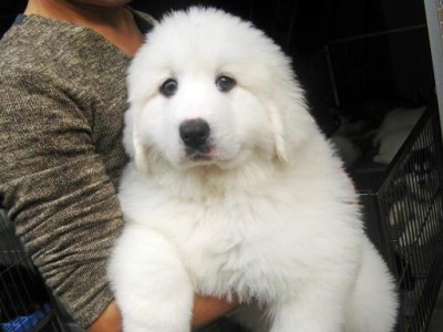 如何训练大白熊幼犬定点上厕所（宠物训练技巧详解，从小做起，远离尿湿烦恼）