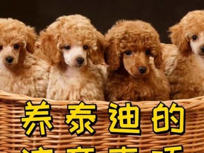 泰迪怀孕需要注意的事项（泰迪繁殖的注意事项及健康指导）