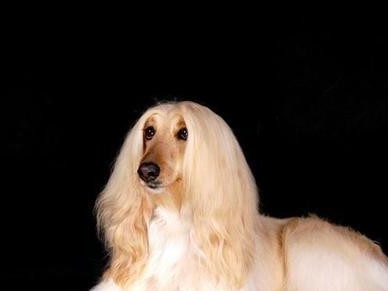让阿富汗宠物停止犬叫的有效方法（15个简单的技巧帮助您解决宠物不停犬叫的问题）