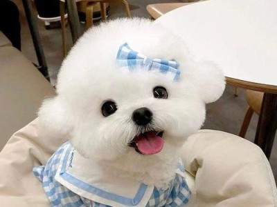 比熊幼犬的牙齿生长周期（揭秘比熊幼犬牙齿的成长规律）