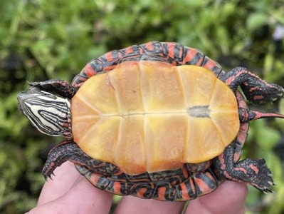 以东部锦龟为宠物的饲养方法（从购买到繁殖，打造健康可爱的宠物）