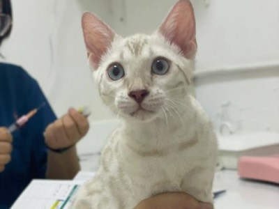 孟加拉豹猫的价格和家养适宜性（探讨孟加拉豹猫的价格以及家养的可行性）