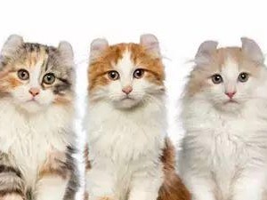 常见折耳猫的身价列表（揭秘折耳猫市场的价格波动与背后的原因）