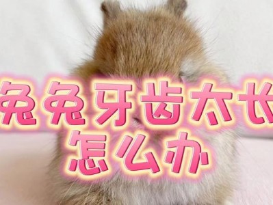 兔子为什么有白色的牙齿（揭秘兔子牙齿的奥秘）