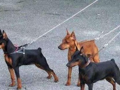 小鹿犬的饲养方法（一份细致的饲养指南）