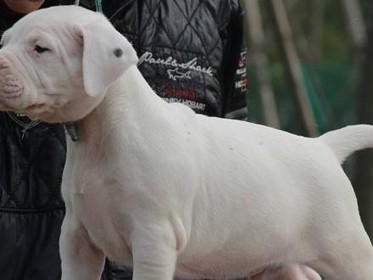 杜高犬（好养、友善、聪明，完美家庭伙伴）