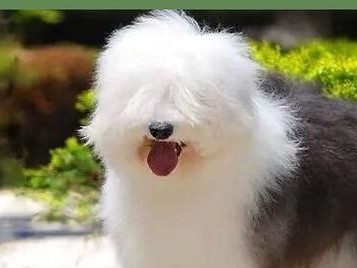 如何科学喂养古代牧羊犬？（注意事项和饮食安排，让你的宠物更健康）