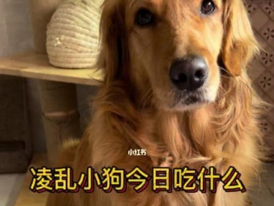 金毛四个月的饮食指南（养育健康金毛宝宝，从饮食开始）