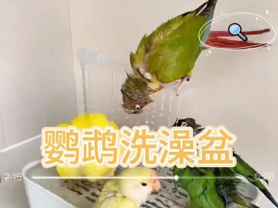 鹦鹉的洗澡乐趣与技巧（培养鹦鹉洗澡习惯，让它爱上清新的水洗）