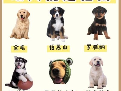 哈士奇养护指南(7点饲养指南传授你如何照顾好你的哈士奇)