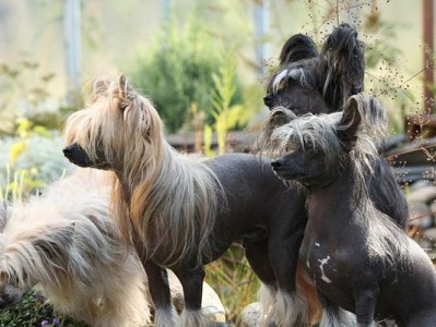 了解中国冠毛犬的饲养方法（如何打理一只健康快乐的中国冠毛犬）