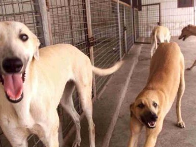探究格力犬两月阶段的合适饮食（格力犬两月阶段的饮食需求及建议）