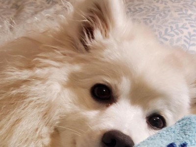 银狐犬的价格、喂养训练方法及关键信息（了解银狐犬市场行情和如何喂养训练它们）