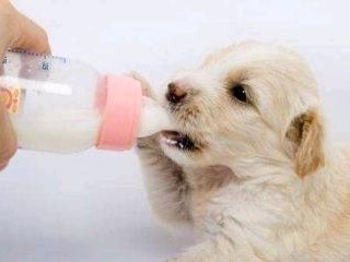 宠物狗喂食七大禁忌，守住它们的禁区（保护你的爱犬健康，远离这些食物禁忌）