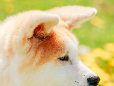 如何让秋田犬记住自己的名字（让你的宠物与你更亲近的方法）