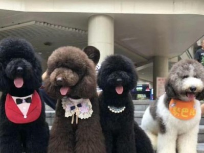 如何科学喂养你的贵宾犬（贵宾犬的饮食需要注意什么？-）