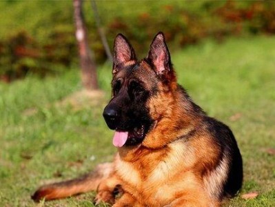 如何改掉德国牧羊犬挑食的毛病（用宠物食品的选择和培养健康的饮食习惯）
