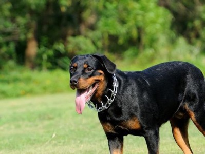 罗威纳犬的健康饮食指南（打造强壮体魄，助力罗威纳健康成长）