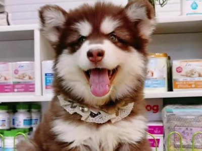 北北阿拉斯加幼犬的成长之路（一只幼犬的成长历程）